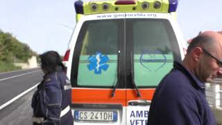 travolto-da-un-auto-una-lunga-odissea-per-un-cane-ferito