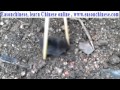 2084love Small Animal2