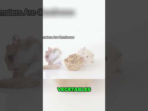 Hamster Diet: What to Feed Your Furry Friend!