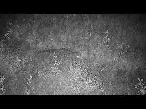 Djuma: Genet on the hunt - 04:40 - 04/04/21