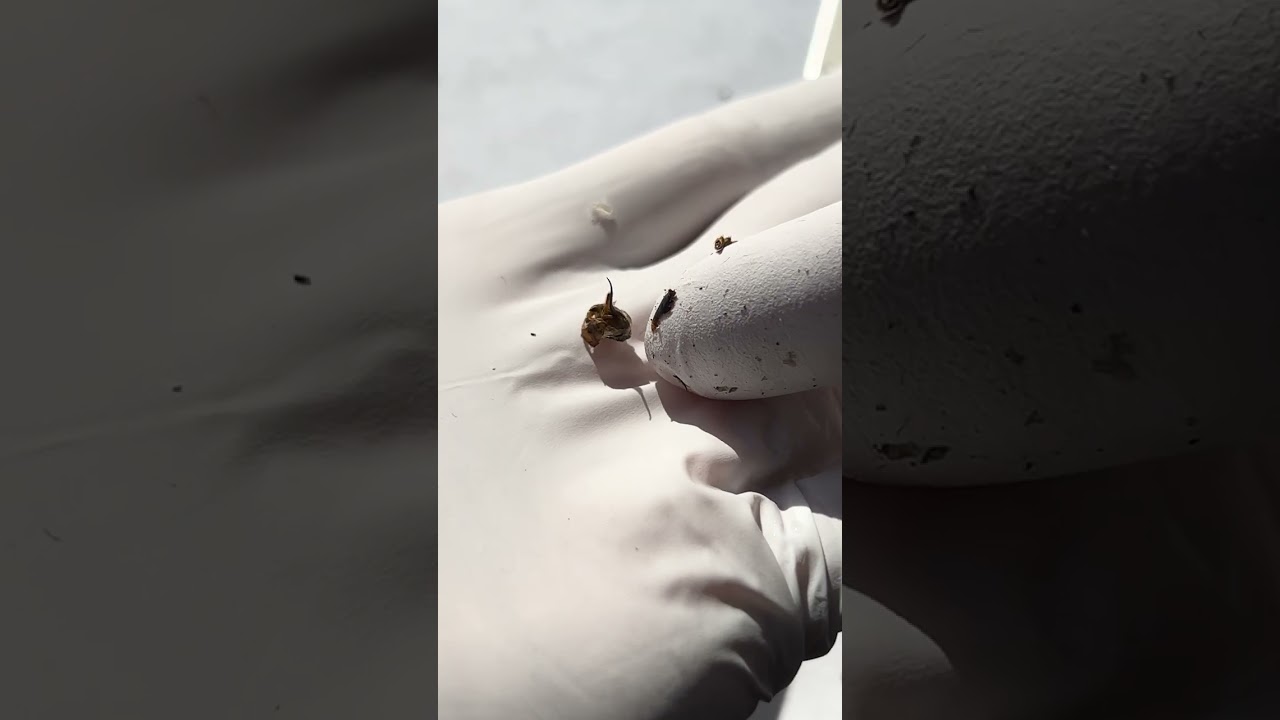 Removing the stinger from a dead giant hornet