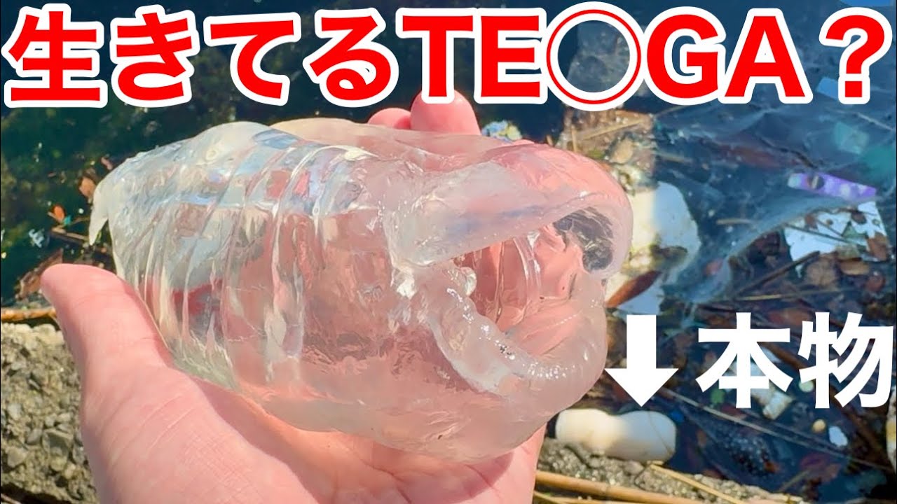 【生きるTENGA】深海の巨大オオサルパを刺身で食べてみたら未知すぎた？？？