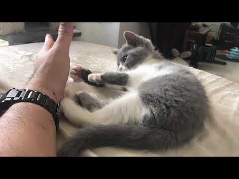 Scottish Fold / Straight Sake the Cat Diary.