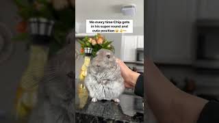 The aggressive petting must be gentle 😭 #shorts #chinchilla #pets