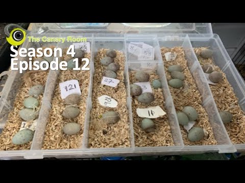 The Canary Room - Season 4 - Episode 12 - The breeding season continues