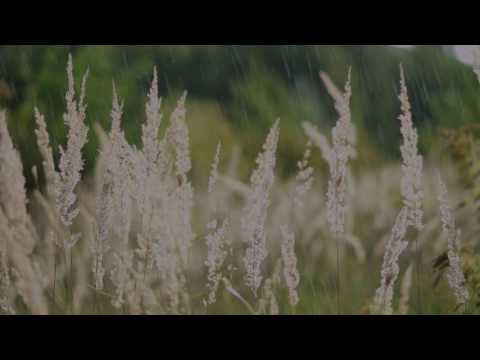 ♫ 8 Hours of Celtic Flute and Lute Music with Sounds of Rain for Sleep and Relaxation #004A