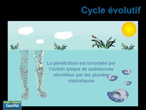 In totale su uova un verme Quello che è fatto da vermi in intestini