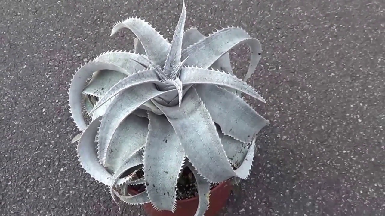 BROMELIADS:  Dyckia marnier-lapostellei  #growncare
