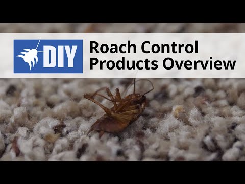  What Products Do I Need to Get Rid of Roaches for Good? Video 