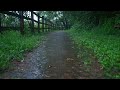 [4K Rain Sounds] I walk in the rain on a quiet forest road. Forest Rain Sound ASMR