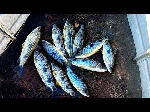 PESCARIA DE PIAU NO RIO GRANDE FRONTEIRA - MG