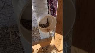 Automatic chicken feeder. diy style.
