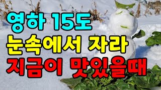 영하15도 폭설에도 파릇파릇한 시금치 먹어요.