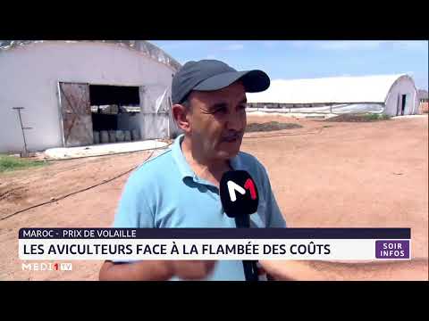 , title : 'Maroc- prix de la volaille : Les aviculteurs face à la flambée des coûts'