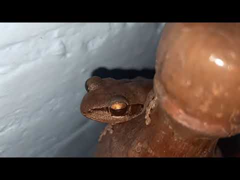 IUCN分類における絶滅の危険性を示す図。