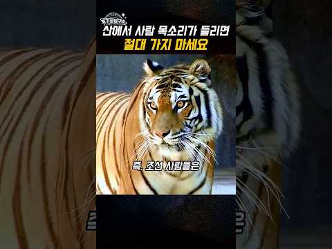 호랑이가 사람 목소리를 흉내 낸다는 전설, 사실일까?