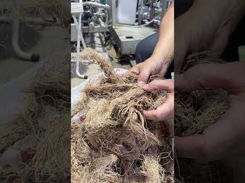 See Kobe U - バイオリファイナリー / Biorefinery
