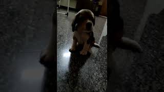 Bagel Hound  Puppies Videos