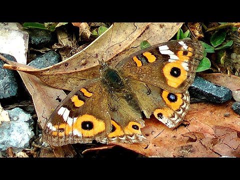 Meadow Argus Butterfly walking across stones and leaf litter - Junonia villida calybe