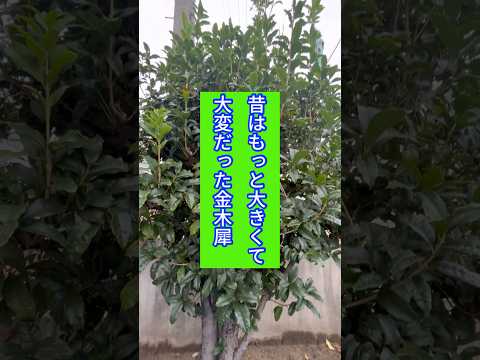 ボール状に剪定：どの低木がこのために作られていますか？シンプルに進めるにはどうすればよいでしょうか？  庭園