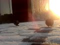 PIGWAP PIGPIG SNOW SCHEDULE