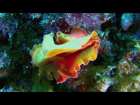 Cartone animato su un verme Quando liquido di sedia di vermi