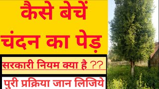 कैसे बेचें चंदन का पेड़?पुरी सरकारी प्रक्रिया जानिये!How to sell sandalwood tree? chandan farming!!