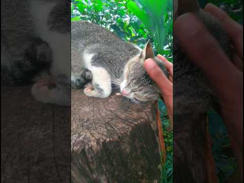 I am cute cat neh?💗😾💗|#shortsfeed #shorts#youtubeshorts#short#ytshorts#shortsvideo#shortsfeed#viral