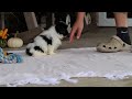 Shih Tzu dogs for sale: Waldo - Video 1