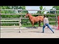 Gelding Zangersheide For sale 2022 Chesnut