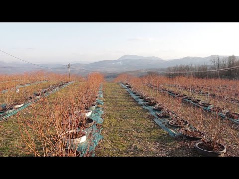 AGRO PREPORUKA - Preventivni zaštitni tretman zasada borovnice