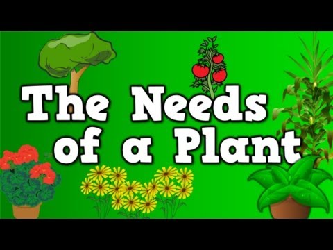 The Needs of a Plant (song for kids about 5 things plants need to live)