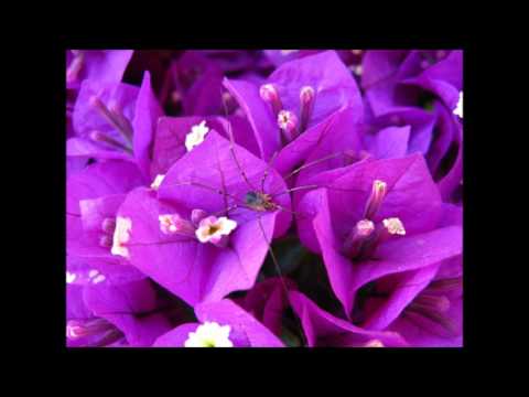 Royal Band Live -  Haapeu maina