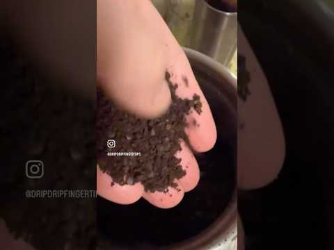 Blooming Beans 🫘 with Television Woah Careful #television  #careful