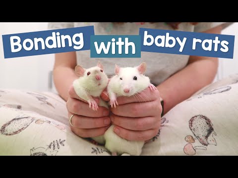 How I bond with new baby rats | Their first week home