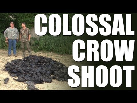 Fieldsports Britain - Colossal crow shoot