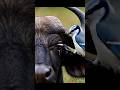 😊🐃🐦A little bird helping a buffalo #buffalo #little #bird #helping #wildlife #viralshorts