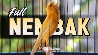 Download lagu Suara Burung KENARI GACOR PANJANG Emosi Cuit Cuit NGEROL Cocok utk Masteran Murai Batu mp3 Download lagu Suara Burung KENARI GACOR PANJANG Emosi Cuit Cuit NGEROL Cocok utk Masteran Murai Batu mp3