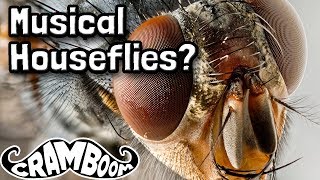 Musical Houseflies?