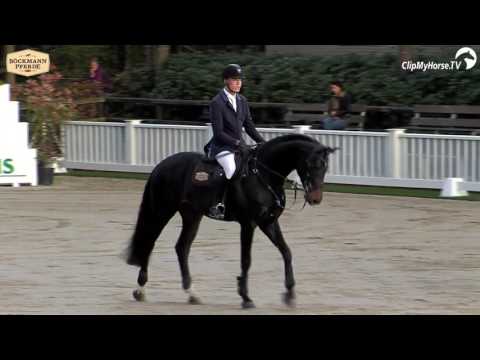 Comfort SpringDays Hengstvorführung