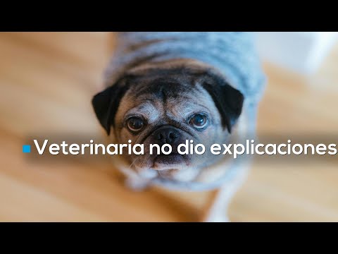 Llevaron a perrito por estudio y veterinaria entregó su cuerpo en menos de 5 minutos