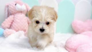 ハーフ犬の動画01