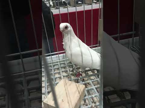 Kuyruk Bango Güvercinleri