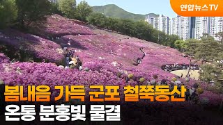 봄내음 가득 군포 철쭉동산…온통 분홍빛 물결 / 연합뉴스TV (YonhapnewsTV)
