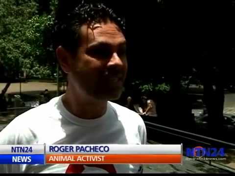 Venezuelan activists protest Japan's dolphin hunt