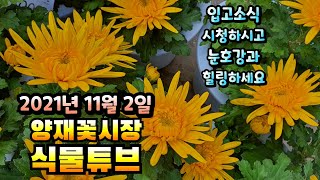 양재꽃시장 식물튜브 입고소식 [대국, 향소국, 사랑초, 호야, 스킨, 애플민트, 미니꽃배추 등등 ]  #양재…