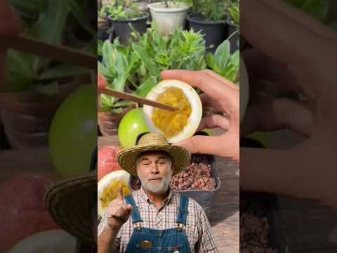 ? Aprenda a Plantar MARACUJÁ em 5 Minutos com Meu Método Fácil