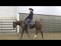 SURELY SHESA MACHINE - 2019 AQHA SHOW MARE BY SURELY IM GOOD