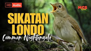 Download lagu Suara Sikatan Londo Gacor Kristal (Common Nightingale) - Audio Jernih Paling Ampuh Untuk Masteran  mp3