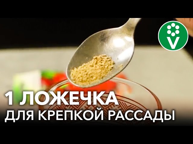 ВЗРЫВАТЕЛЬ РОСТА РАССАДЫ! Как увеличить урожай и ускорить рост рассады без удобрений